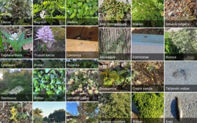 Naši učenici sudjelovali u međunarodnom projektu         “City Nature Challenge”